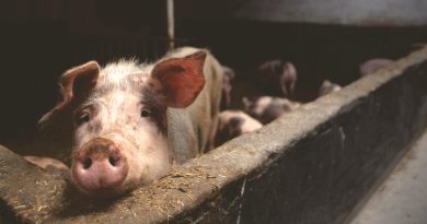 Kelmės rajone – dar vienas kiaulių maro atvejis Kelmės rajone – dar vienas kiaulių maro atvejis