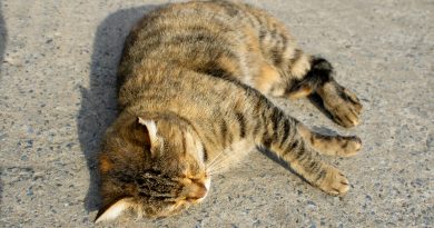 Kalnų kvartale – galimai peršautos katės gaišena