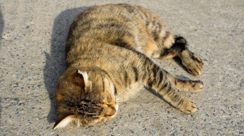 Kalnų kvartale – galimai peršautos katės gaišena